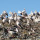 Some trash birds. Image Credit: University of East Anglia